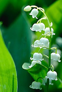 muguet%20brin.jpeg