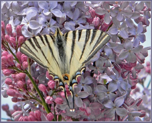 PAPILLON-MAKAON-sur-le-lilas-Image-7-1024x827.jpeg